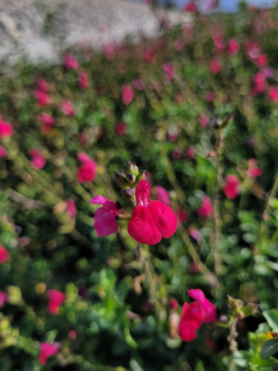 Salvia microphylla 'Berzerkeley' | 5-gallon | El Nativo Growers