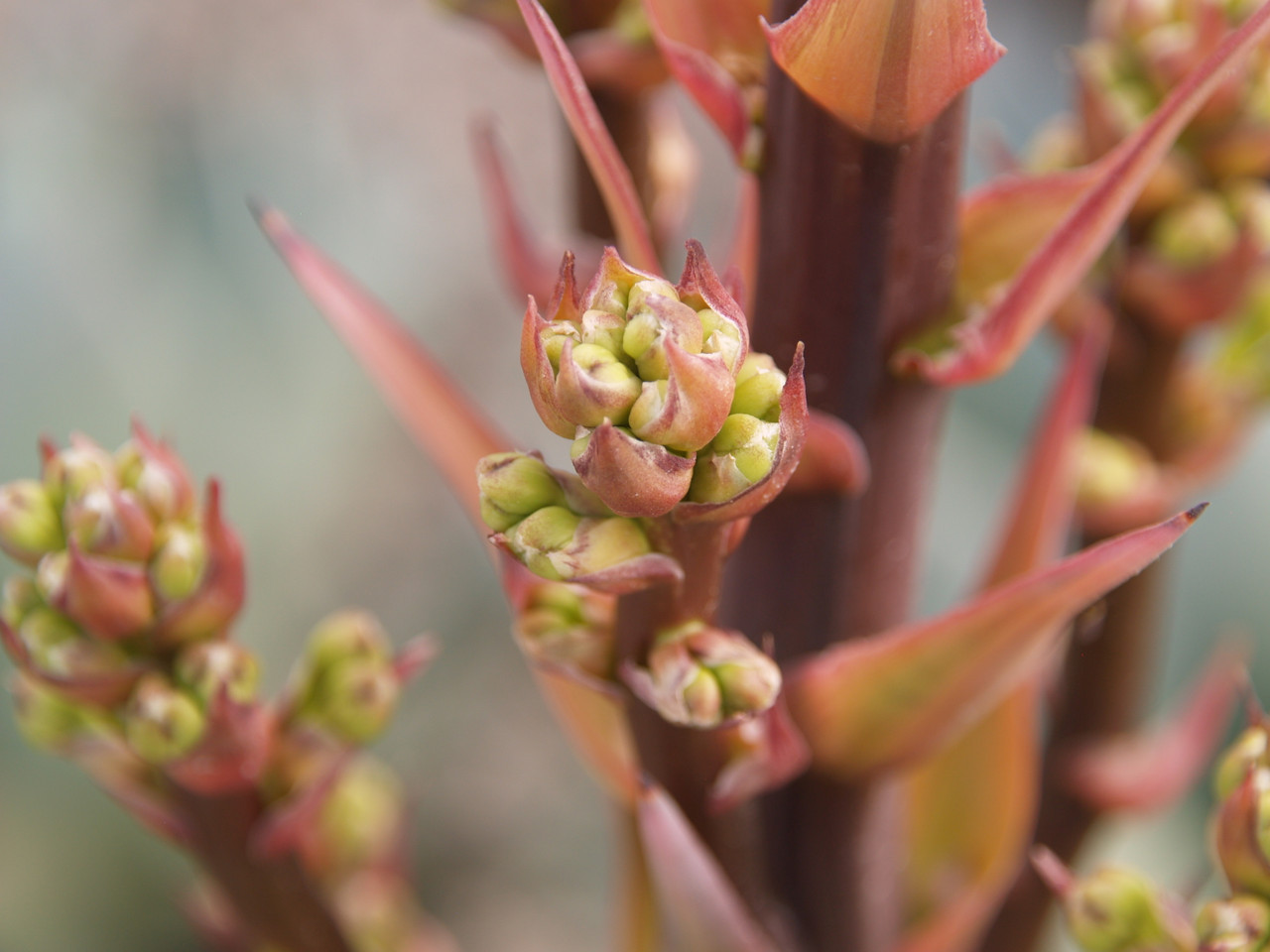 Agave celsii 'Nova' (NCN)