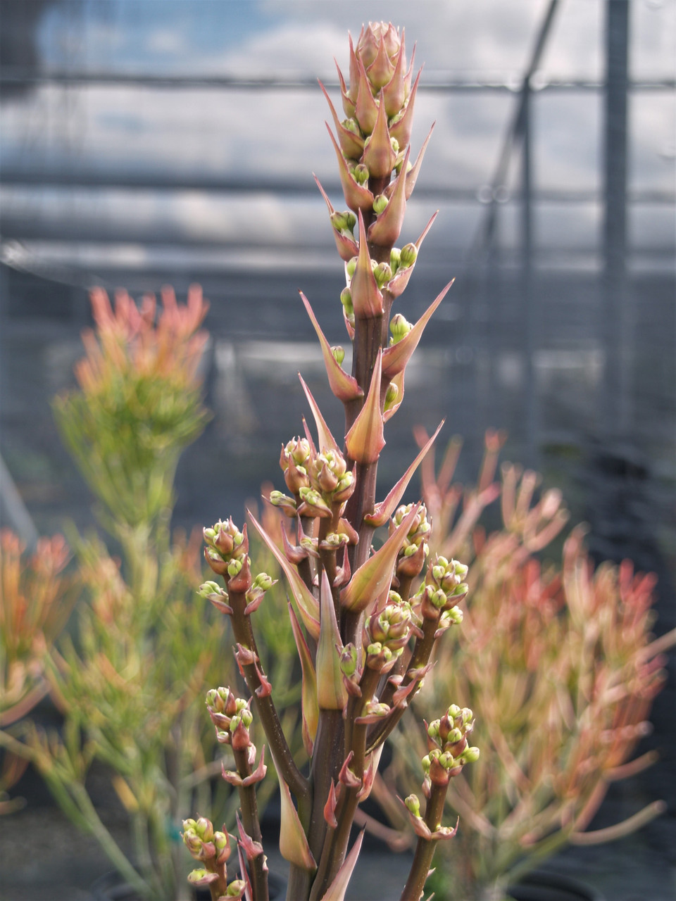 Agave celsii 'Nova' (NCN)