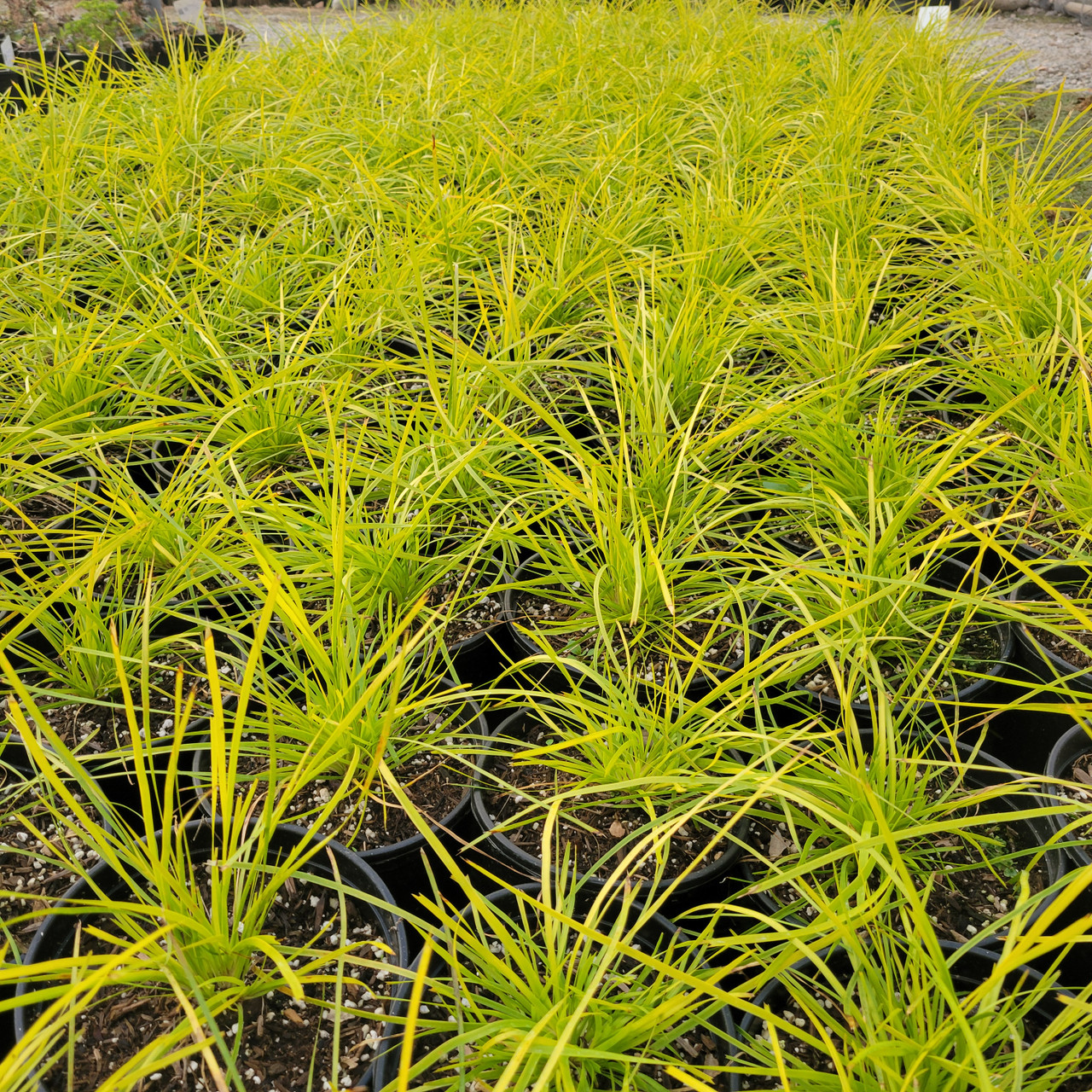 Lomandra longifolia Miner's Gold 'KM-MG24' PP33,984 (Miner's Gold