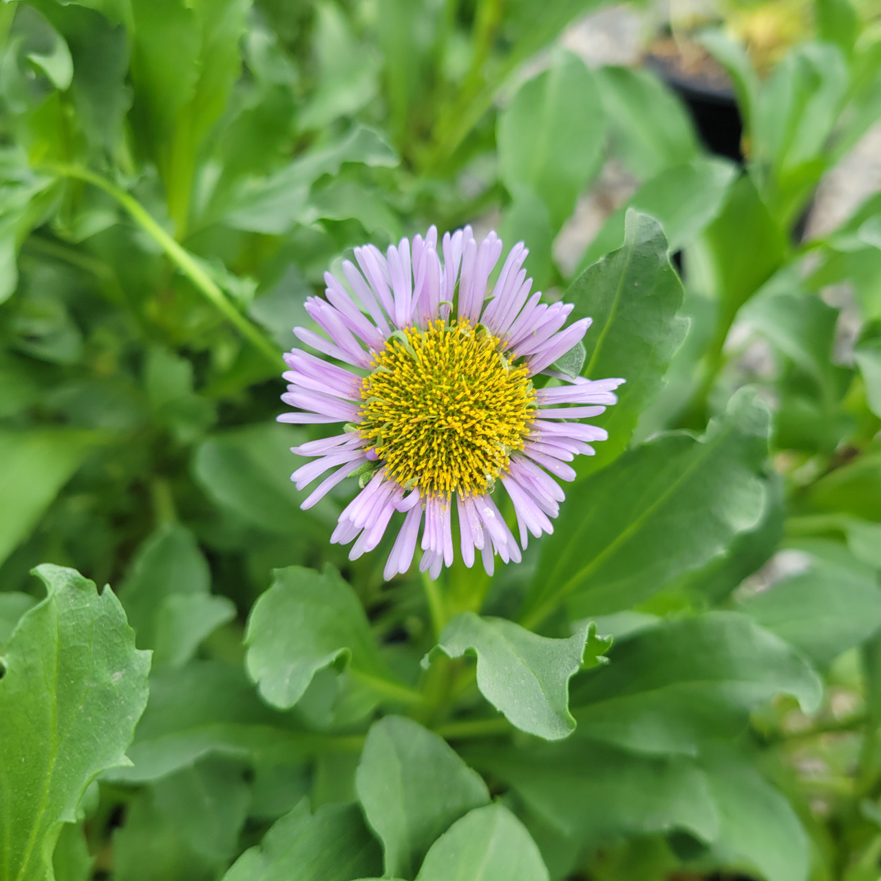 alfalfa seed for planting Alfalfa Seeds, Non-GMO Seed For Sprouting Microgreens main image 0