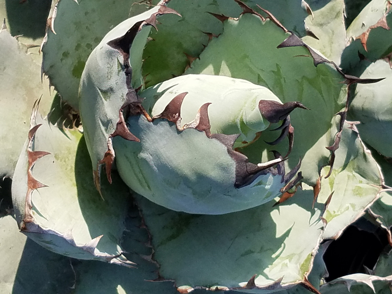 Agave titanota 'Black and Blue' (Black & Blue Agave)