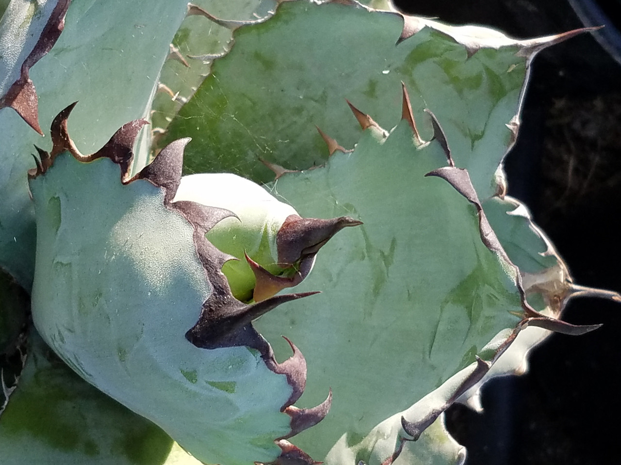 Agave titanota 'Black and Blue' (Black & Blue Agave)