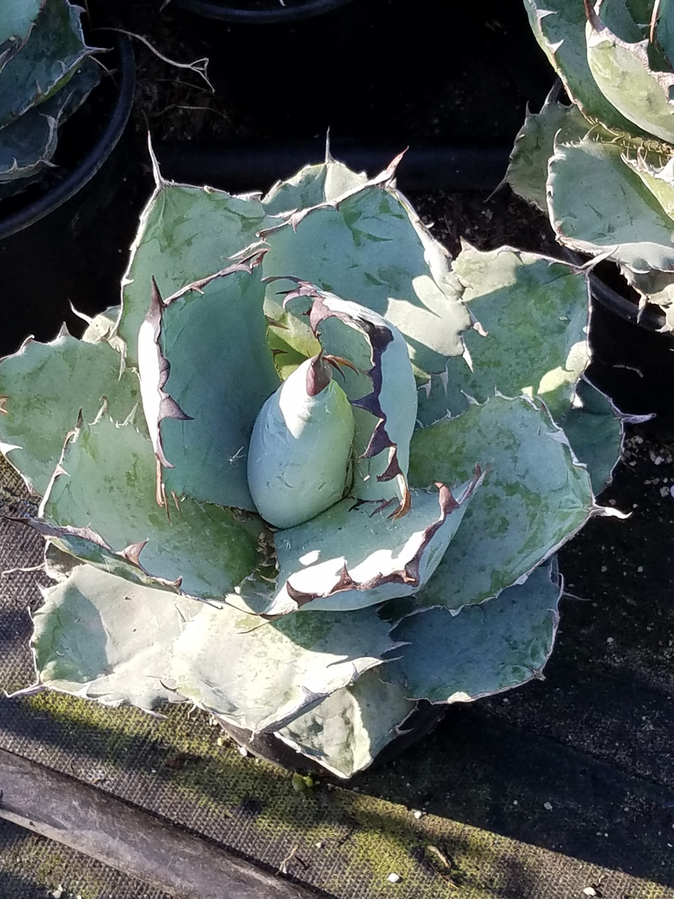 Agave titanota 'Black and Blue' (Black & Blue Agave)