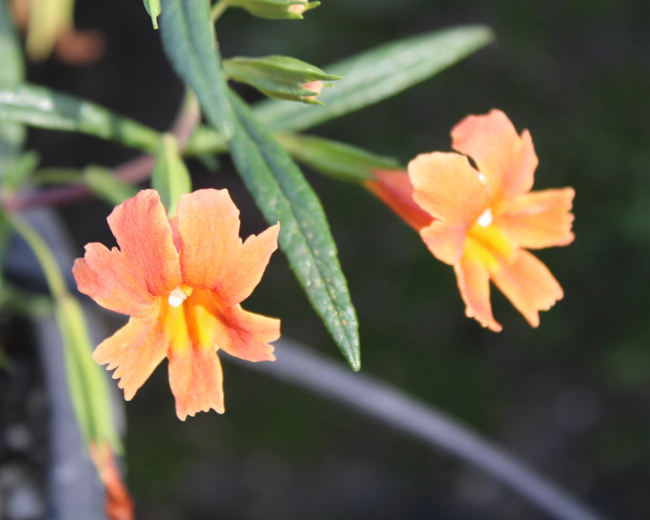 Mimulus 'Pumpkin' (Diplacus) | 1-gallon | El Nativo Growers