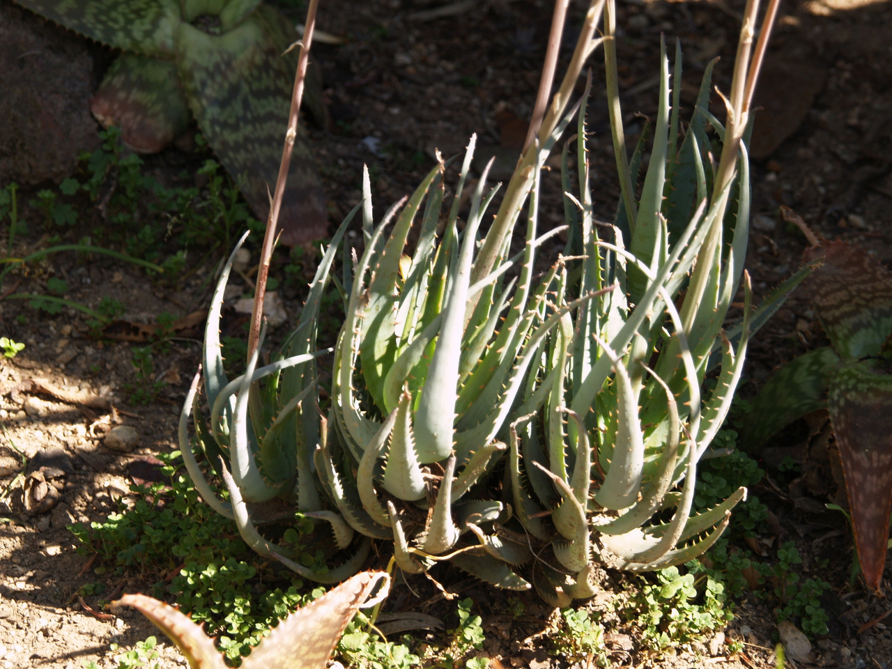 ハオルチア・アロエ TCT Aloe hyb Glorious dragon & Blue Gray Aloe Hybrid Update - New Additions and Growth Continued