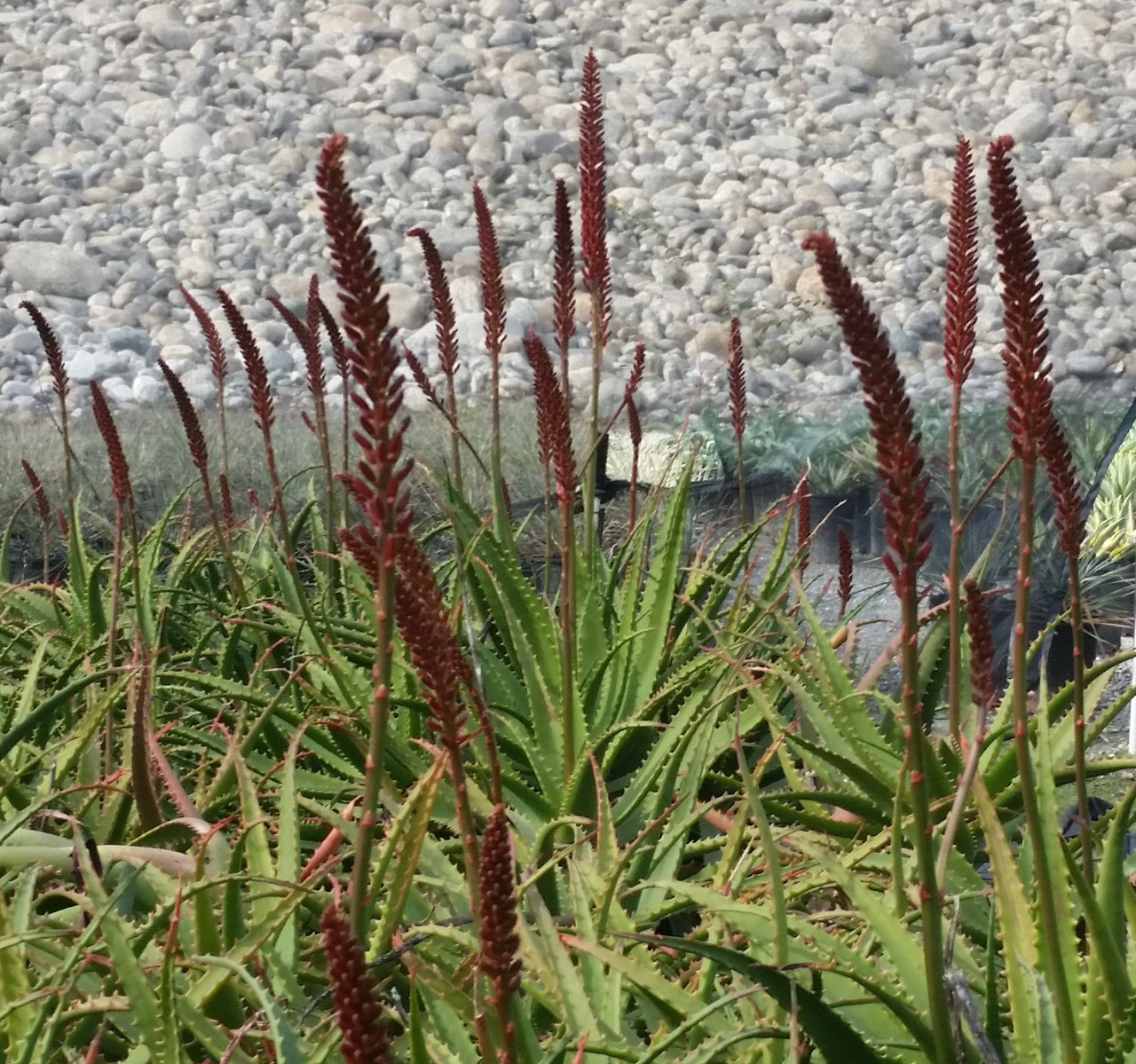 dracaena song of india plant Dracaena Reflexa main image 1