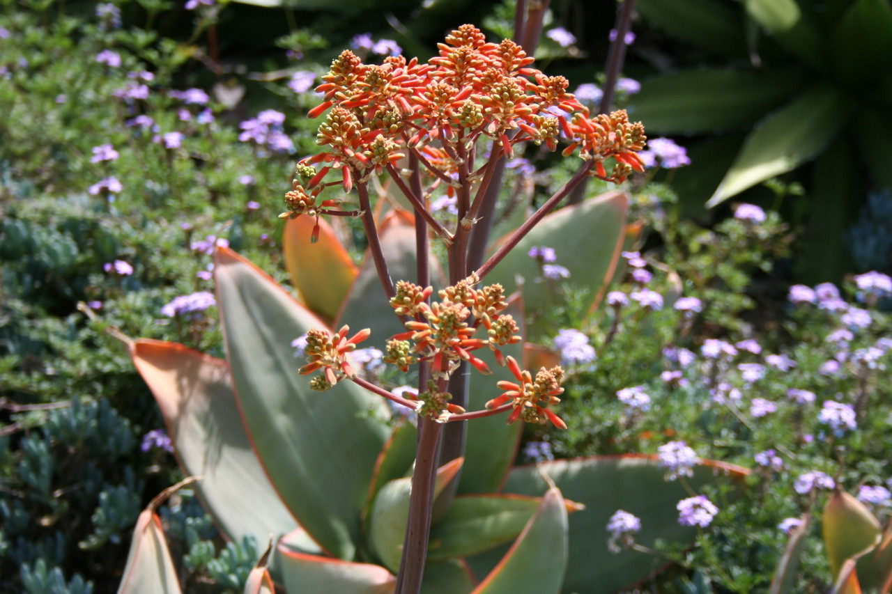 Aloe striata (Coral Aloe)
