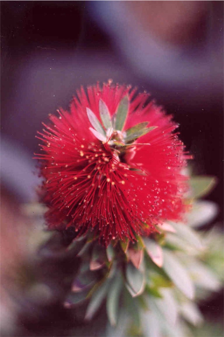 Callistemon viminalis Slim™ Australian Plants Online