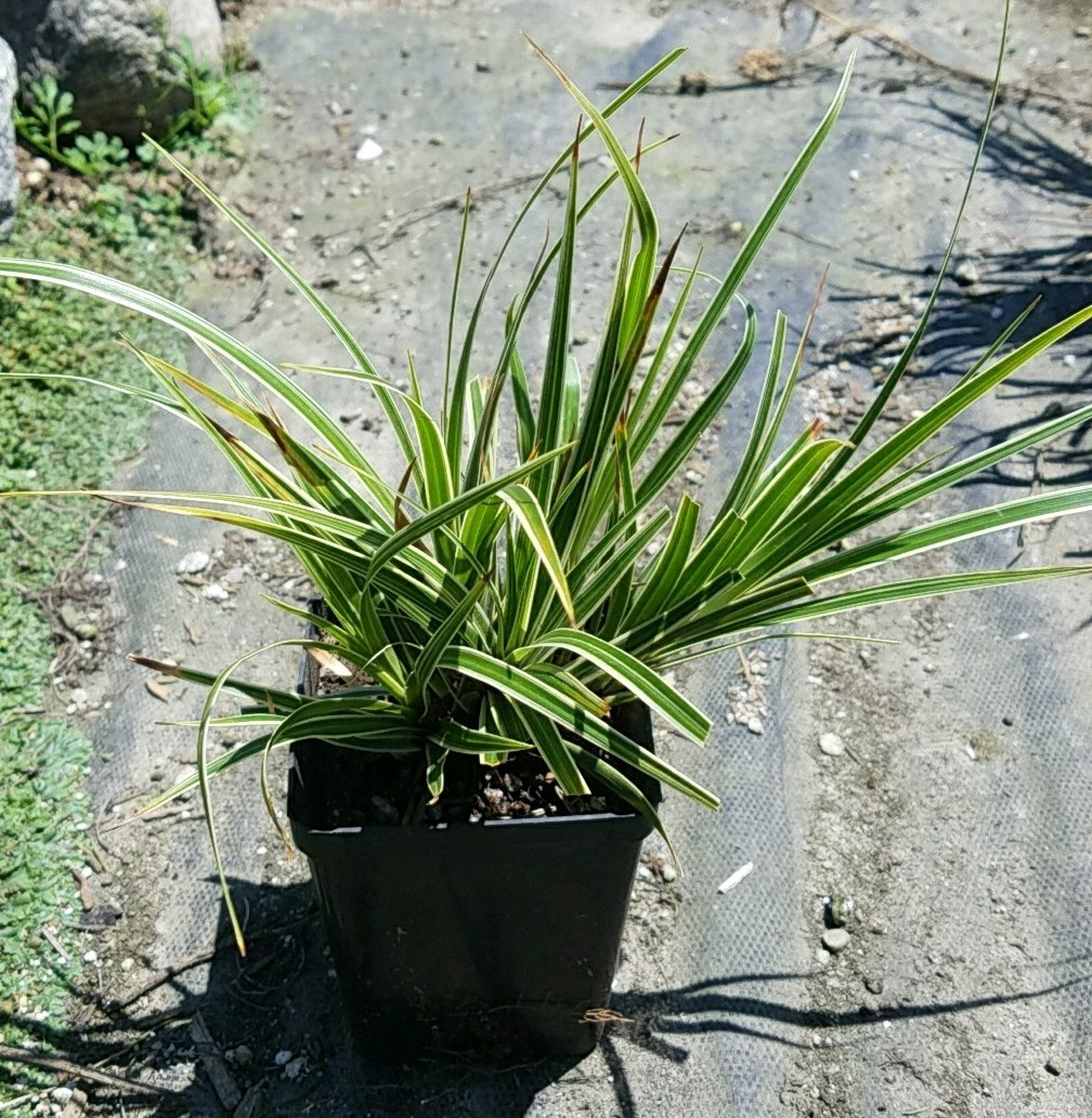 Carex morrowii 'Fishers Form' (Kan Sedge Selection)