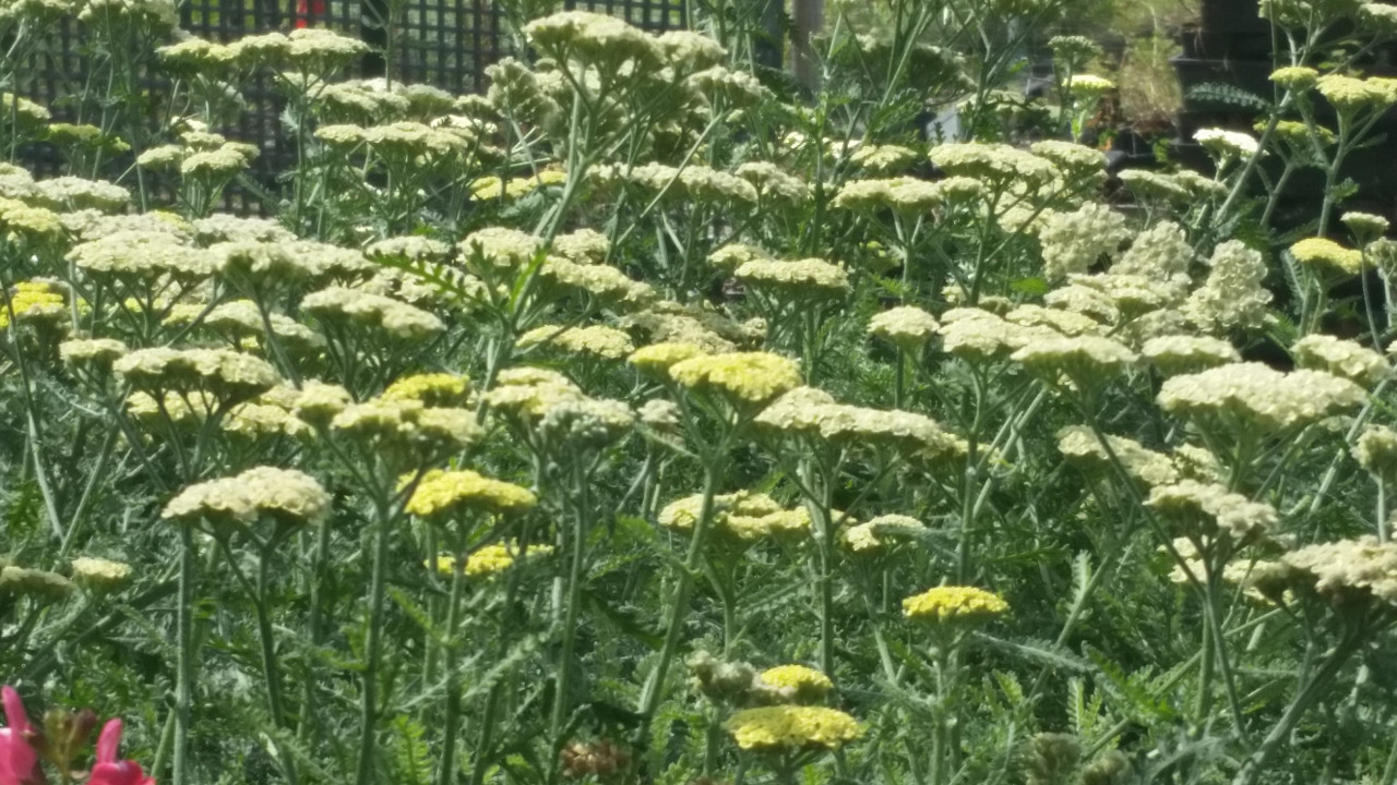 Achillea 'Novaachdus' Moon Dust TM (Yarrow - Moon Dust - Pale Yellow)