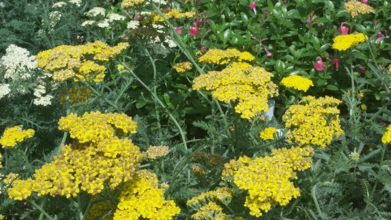 Achillea Acbz0002 Little Moonshine Yarrow Dwarf Yellow Achillea Acbz0002 Little Moonshine Yarrow Dwarf Yellow