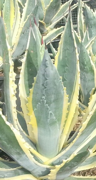 Agave americana var. marginata (Variegated Century Plant)
