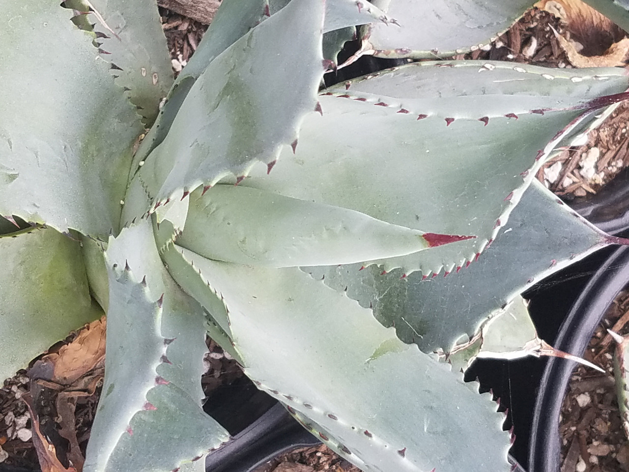 Agave celsii 'Nova' (NCN)