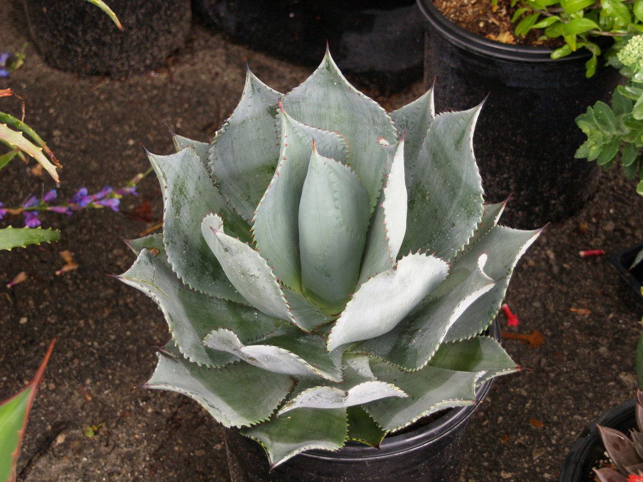 Agave celsii 'Nova' (NCN)