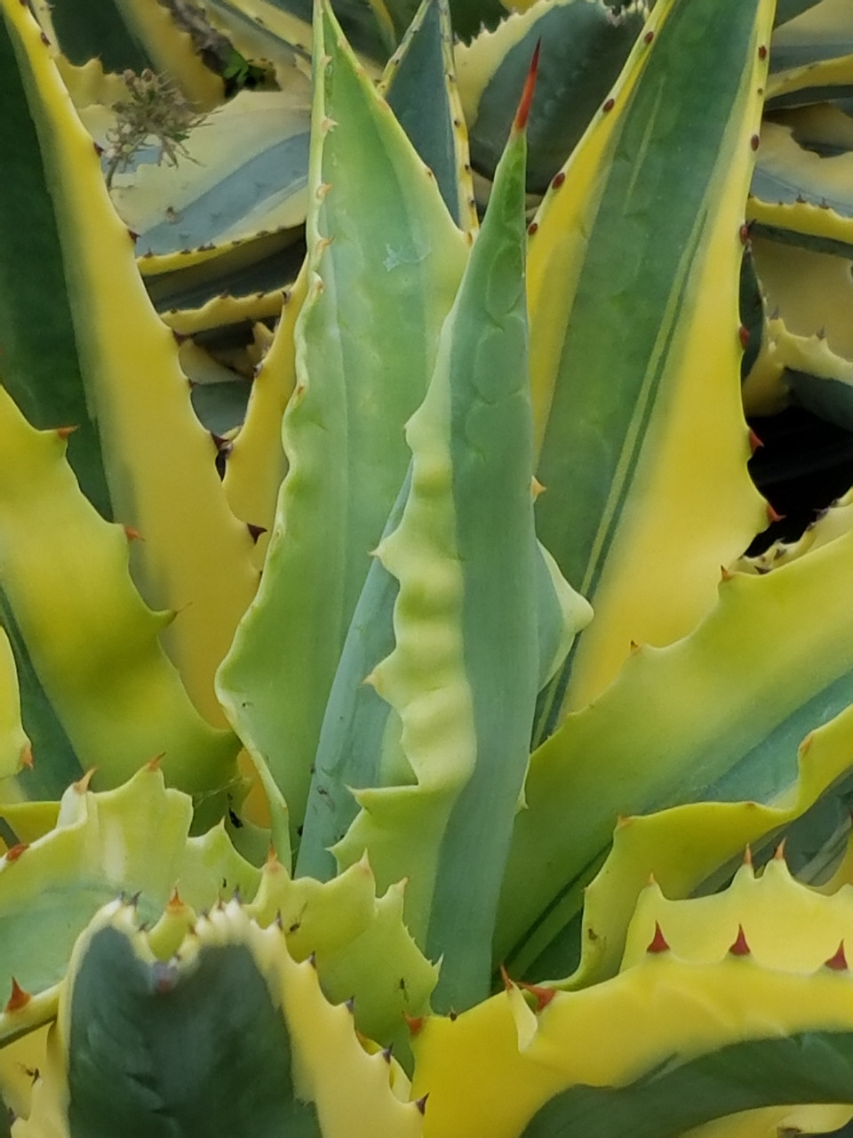 Agave 'Cornelius' | cornelius - King Cactus コーネリウス アガベ