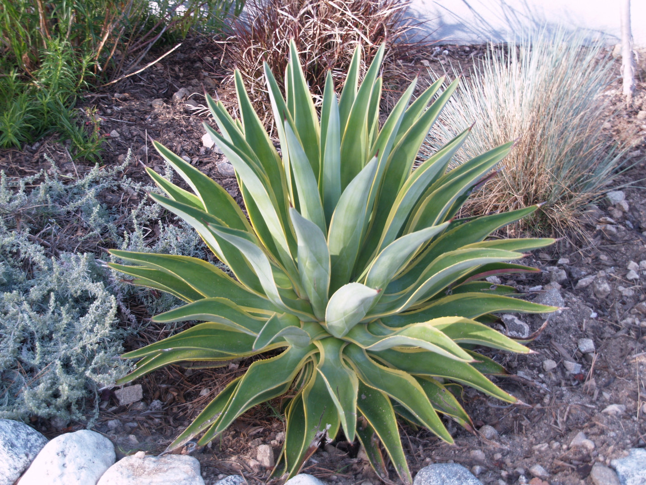 Agave desmetiana 'Variegata' (Variegated Smooth Agave)