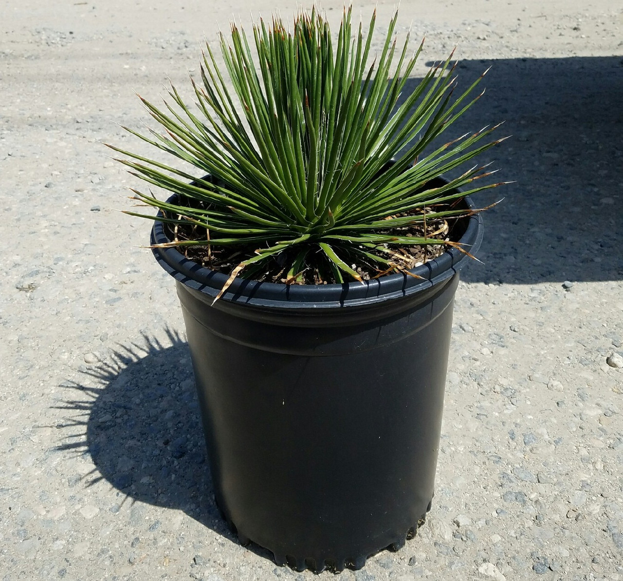 Agave geminiflora (Twin Flowered Agave)