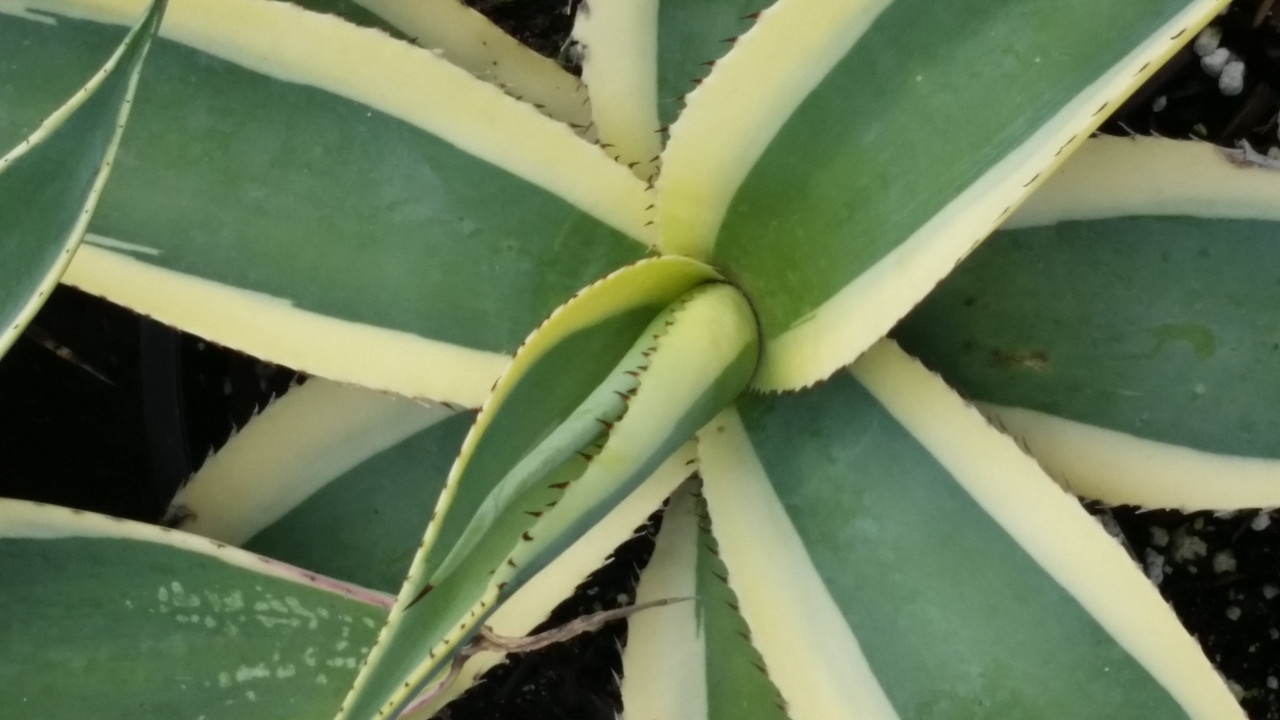 agave difformis Variegated Dwarf Smooth Agave (Agave desmettiana 'Variegata') – Plants  Express main image 0