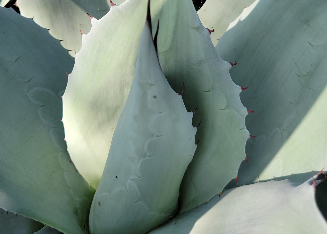 Agave ovatifolia 'Moby' 　TC株-2 Agave ovatifolia 'Moby' TC株-2 - メルカリ