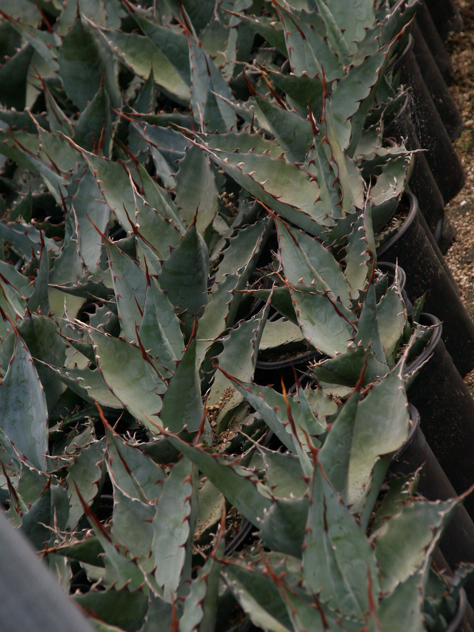 Agave parryi (Parry's Agave)