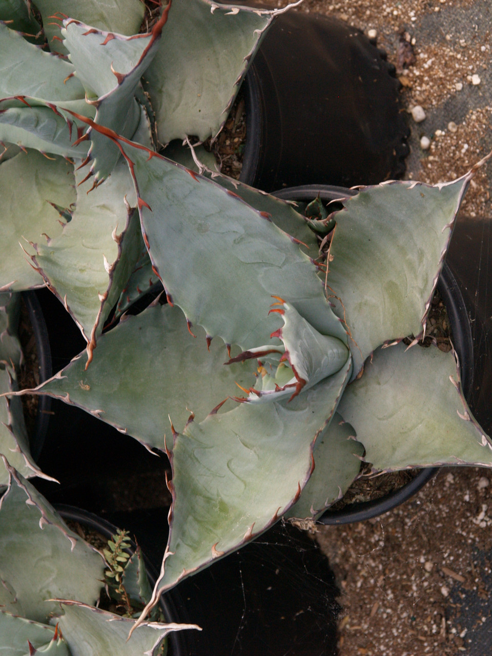 Agave parryi (Parry's Agave)