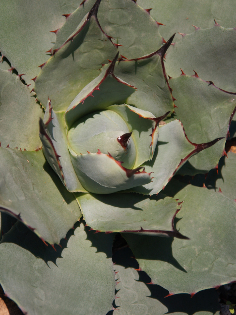 Agave parryi var. huachucensis (Huachuca Agave)