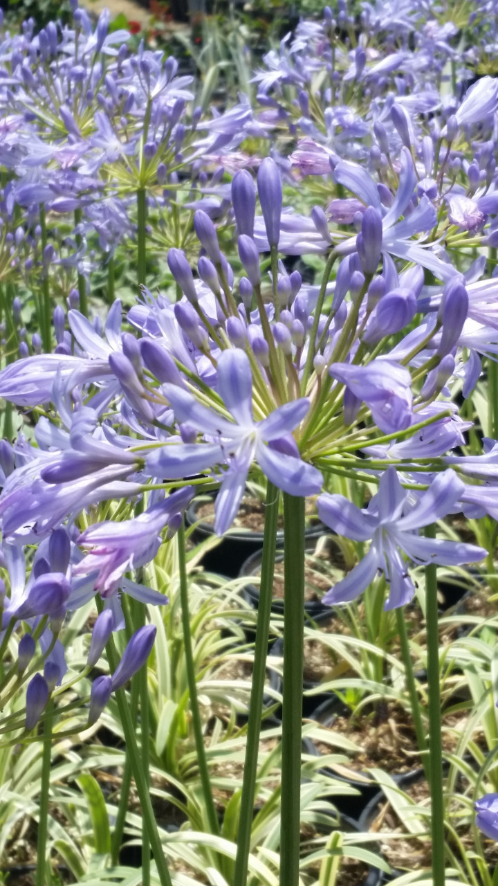 『ユイカ』 1st LIVE「Agapanthus」 National Plant Network 1 gal Agapanthus Live Perennial Plant