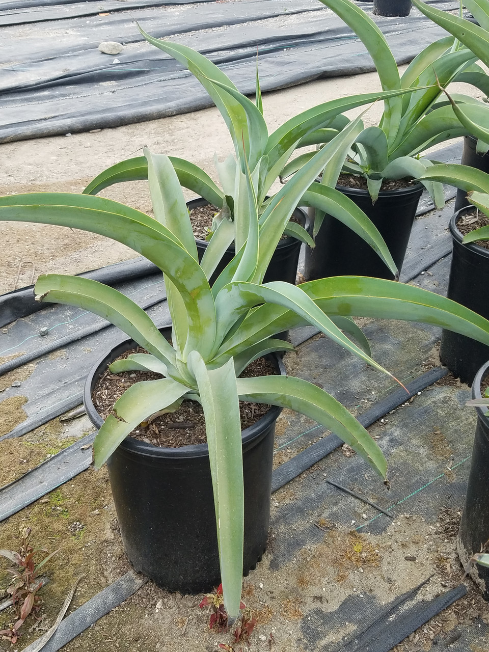 Agave vilmoriniana (Octopus Agave)