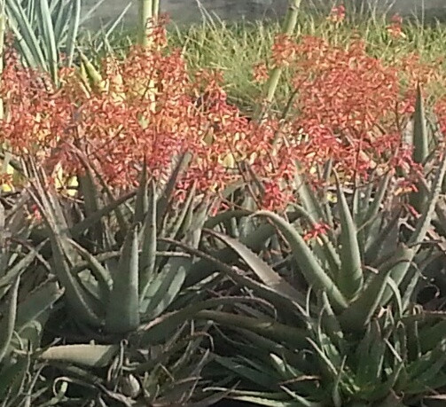 aloe vera o Curaloe | Aloe Vera Anti Wrinkle Cream