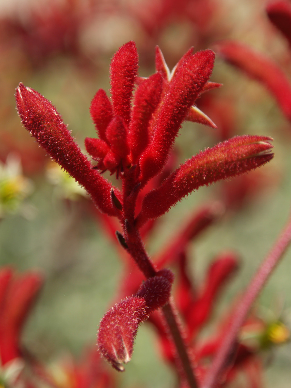 Anigozanthos 'Big Red' (Kangaroo Paw - Tall Red)