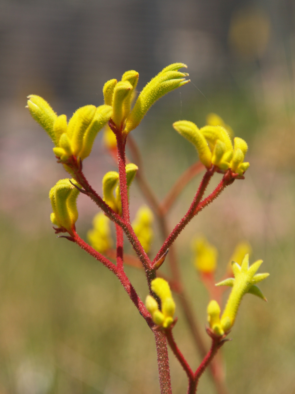 Anigozanthos 'Harmony' (Yellow & Red Kangaroo Paw)