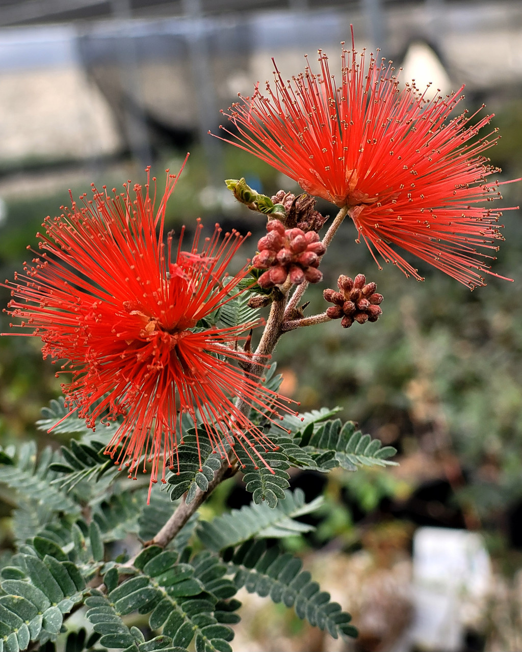 Calliandra californica (Red Fairy Duster)
