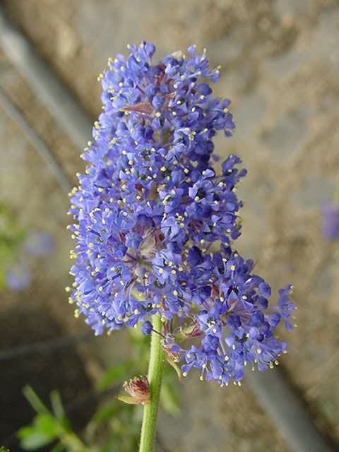 agastache plant Agastache POQUITO Series 'Orange'  Romence Gardens & Greenhouses