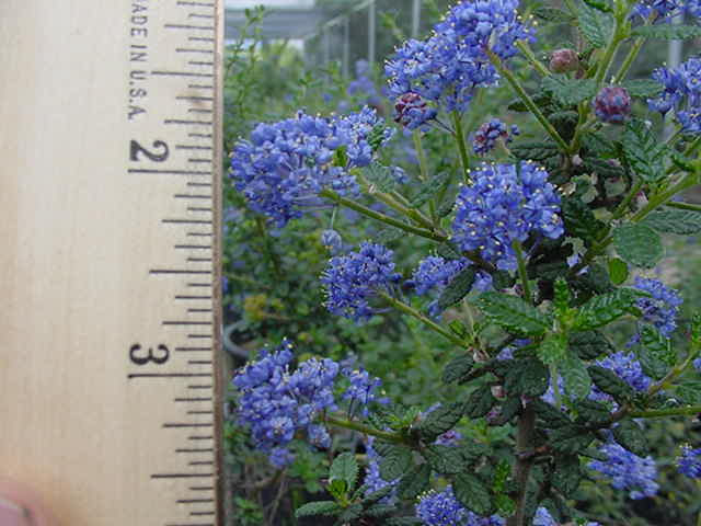 エターナル・ブルーページ Juliet- c♡nstance Ceanothus 'Julia Phelps' (Blue/Violet) - Devil Mountain Wholesale