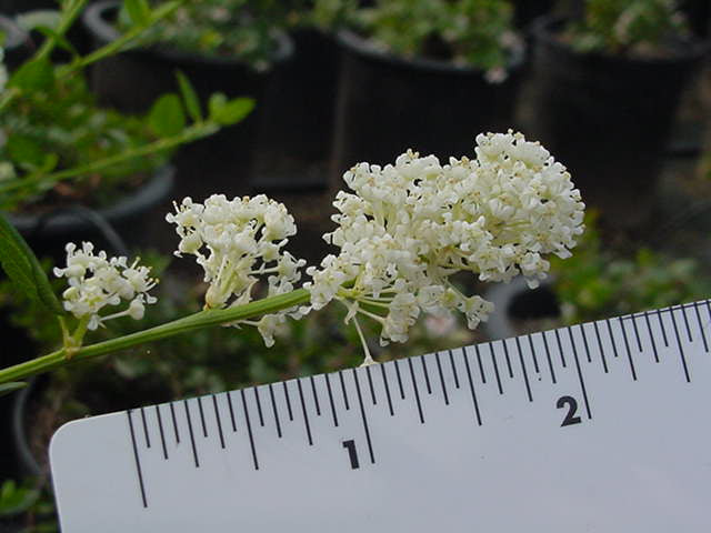 Ceanothus Thyrsiflorus Snow Flurry Wild Lilac Selection