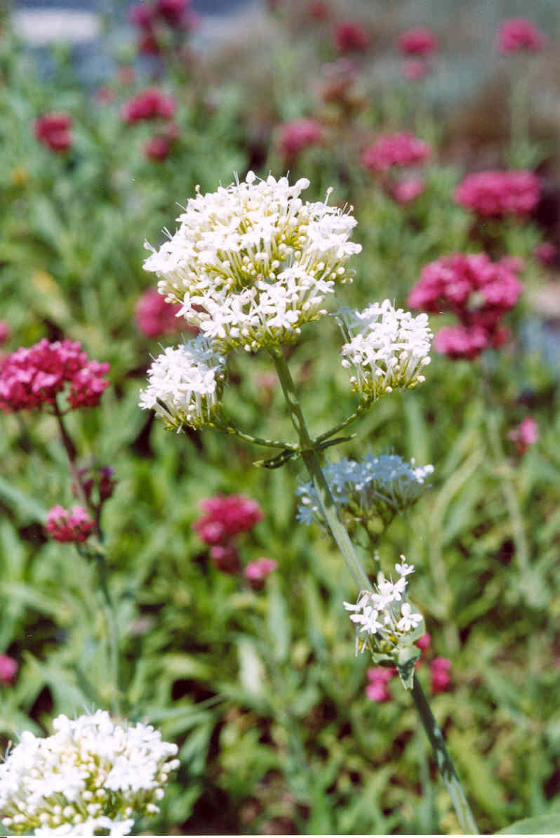 Centranthus ruber 'White' (White Valerian)