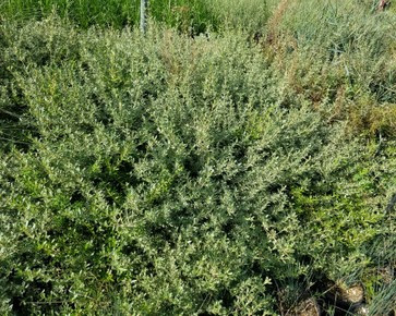 compo rasendünger mit unkrautvernichter 21 kg Compo Expert Rasendünger mit Unkrautvernichter Floranid – rasenwelt GmbH