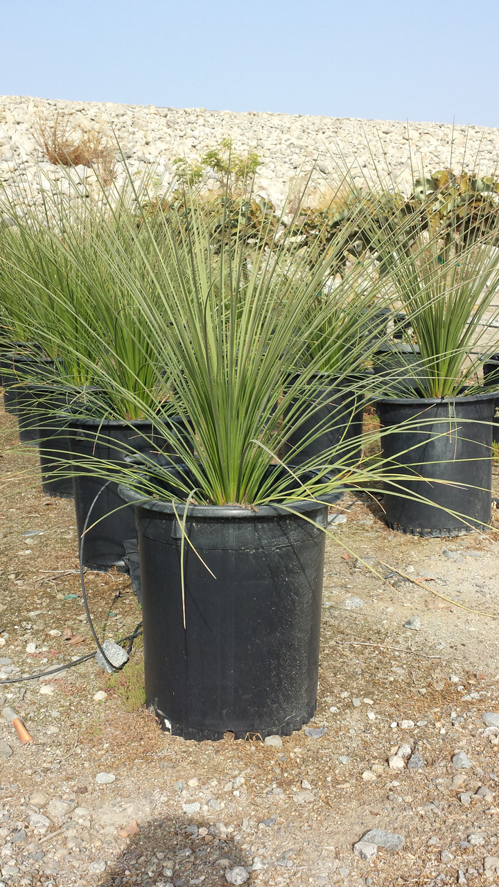 ■01　ダシリリオン ロンギシマム　Dasylirion longissimum Dasylirion longissimum (Mexican Grass Tree) | El Nativo Growers