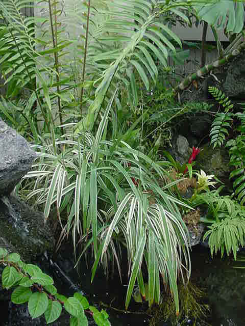 Dianella tasmanica 'Variegata' (NCN)