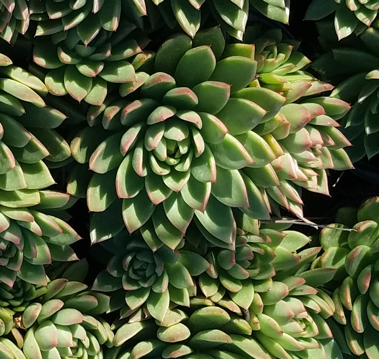 Echeveria agavoides (Molded Wax Agave / Carpet Echeveria)