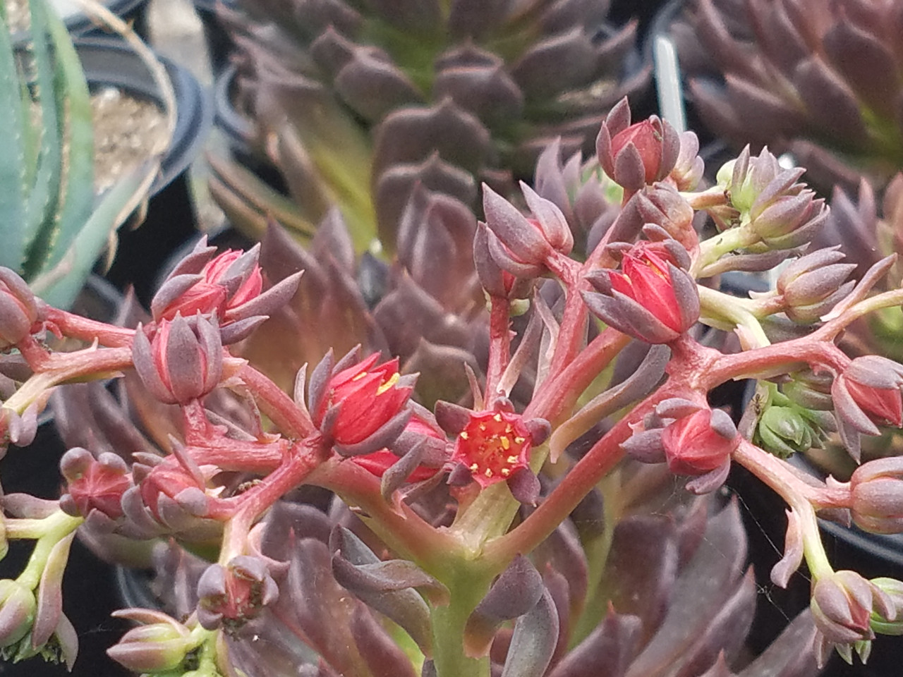 Echeveria 'Black Prince' (Echeveria Hyrbid)