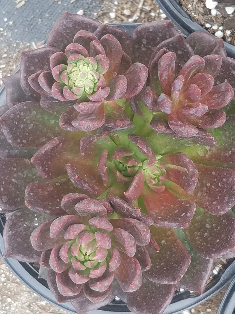 Echeveria 'Black Prince' (Echeveria Hyrbid)