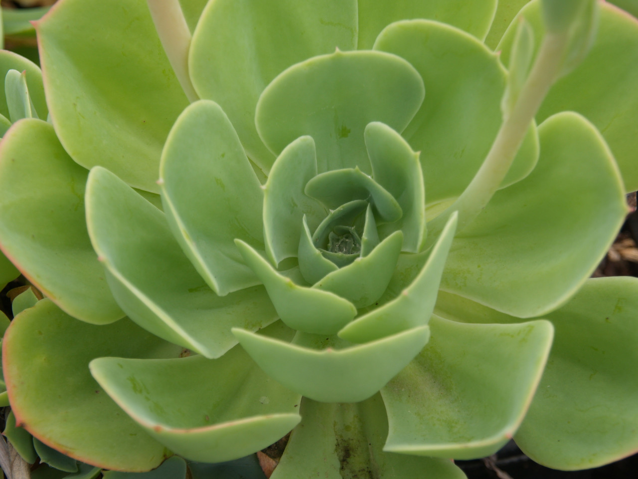 Echeveria 'Green Rose' (Really cool Hens and Chicks)