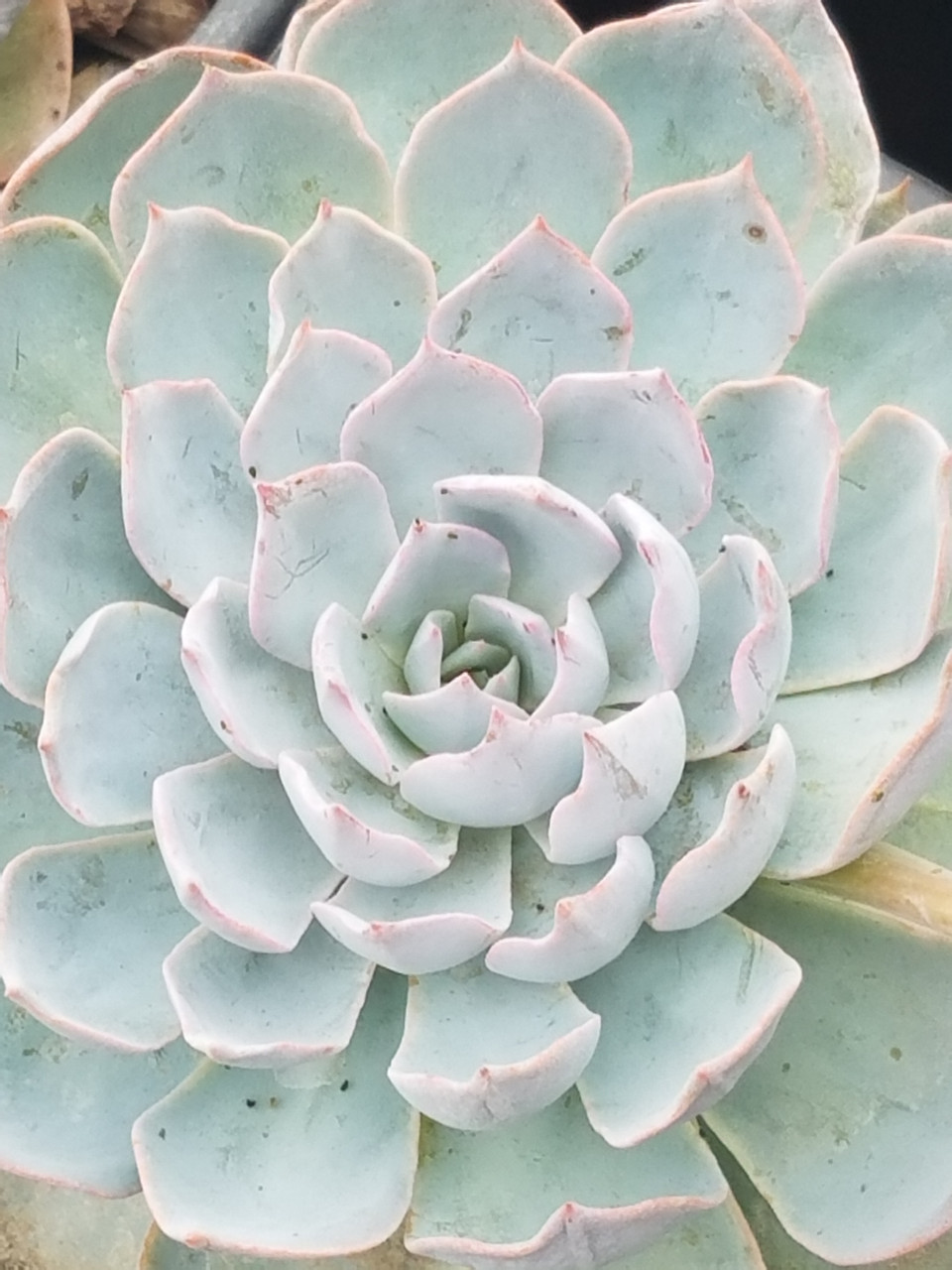 echeveria classic french trnusers サイズ2 Echeveria 'Sharman' 2
