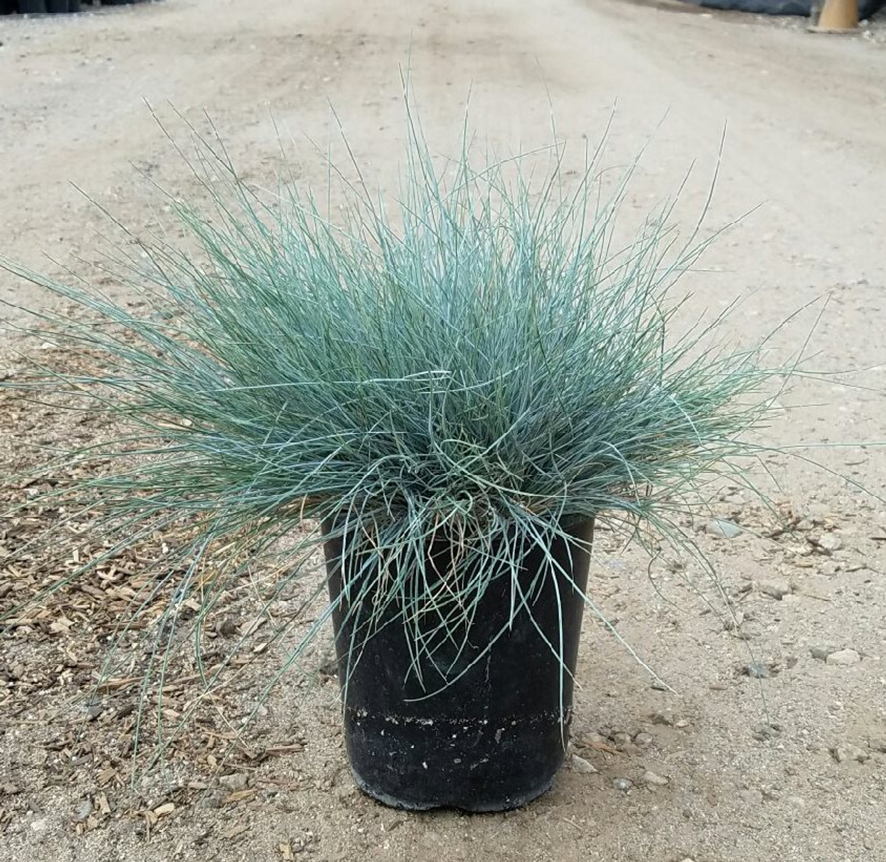 Festuca ‘Siskiyou Blue’ (Fescue Hybrid)
