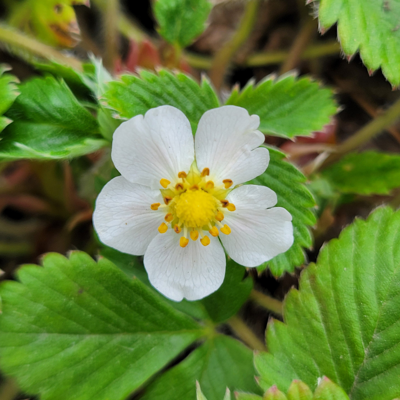 Fragaria californica (California Wild Strawberry)