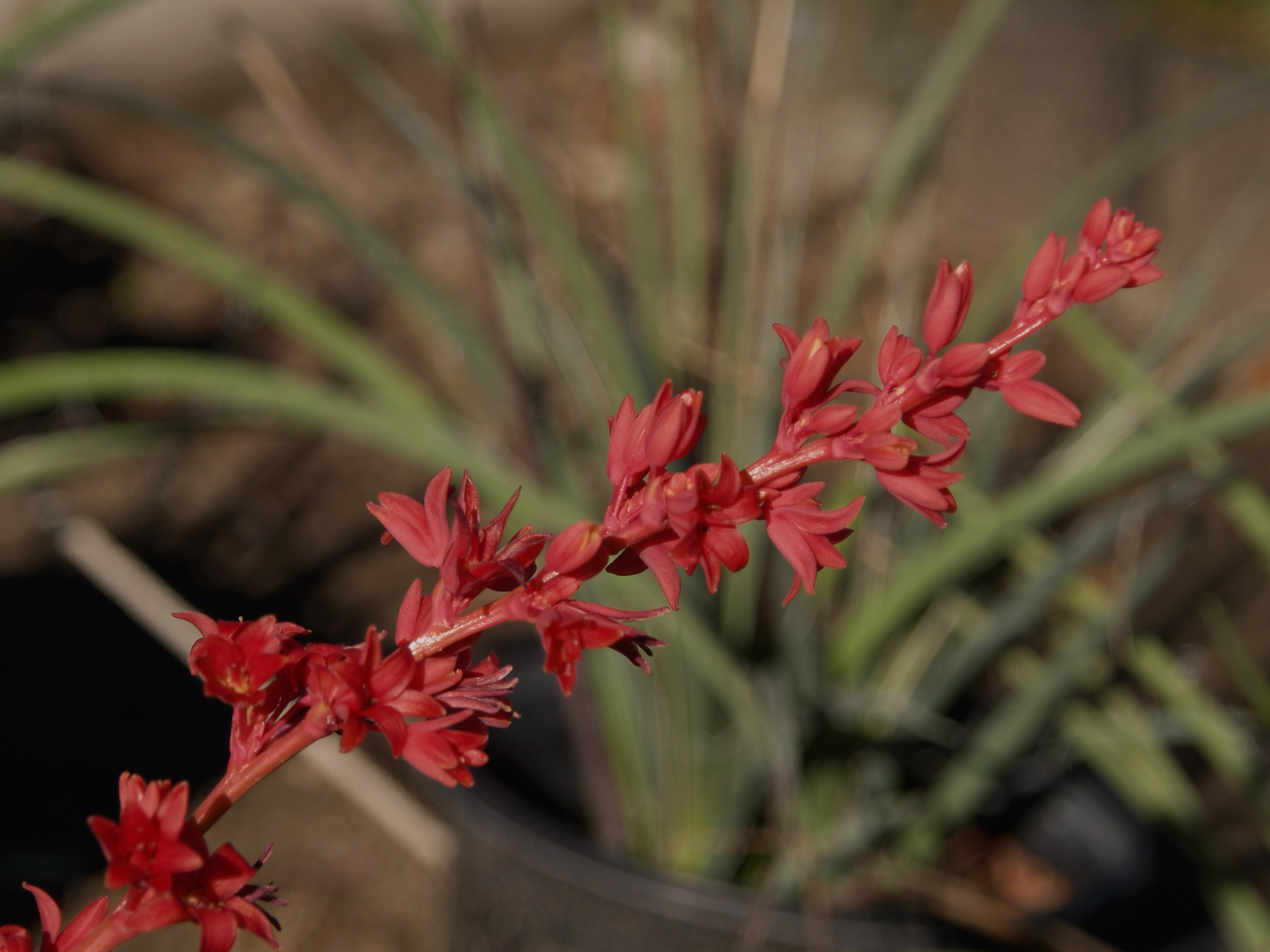 Hesperaloe parviflora 'Brakelights (PP21,729) (Red Yucca Selection)