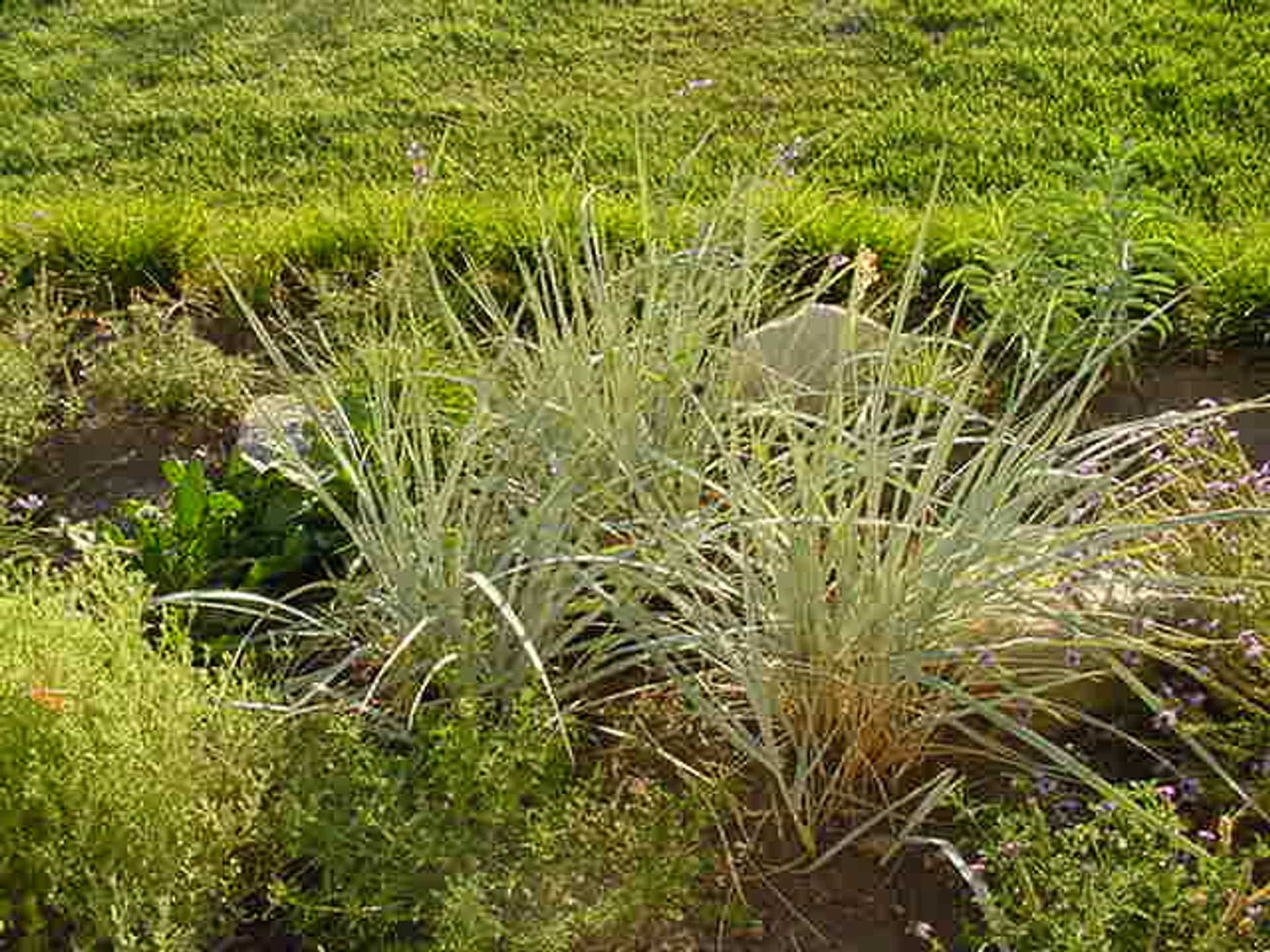Leymus condensatus 'Canyon Prince' (Elymus) (Wild Rye Selection)