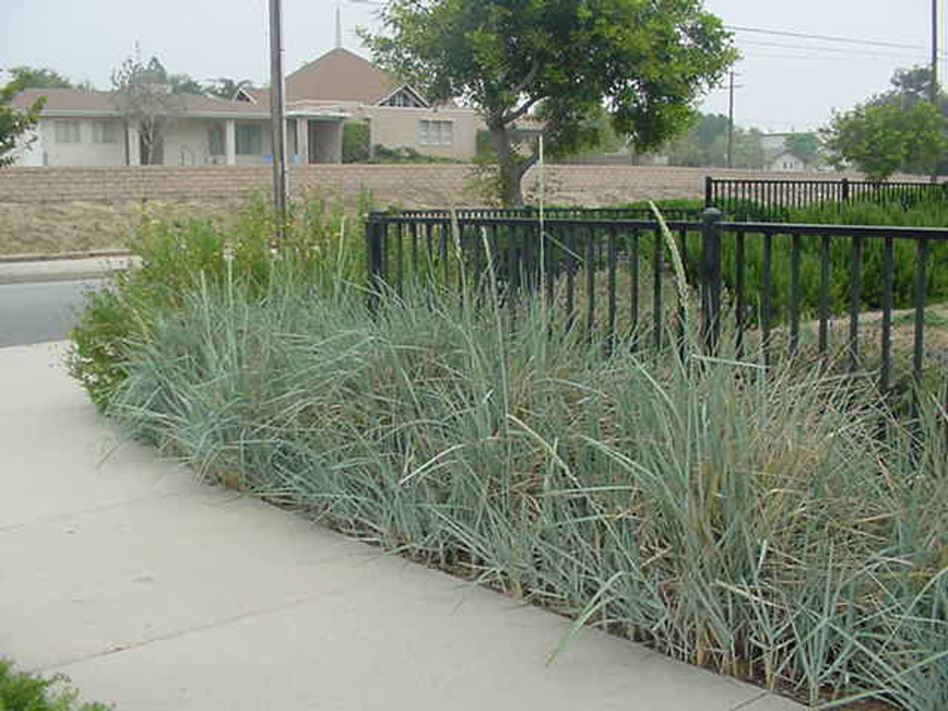 Leymus condensatus 'Canyon Prince' (Elymus) (Wild Rye Selection)